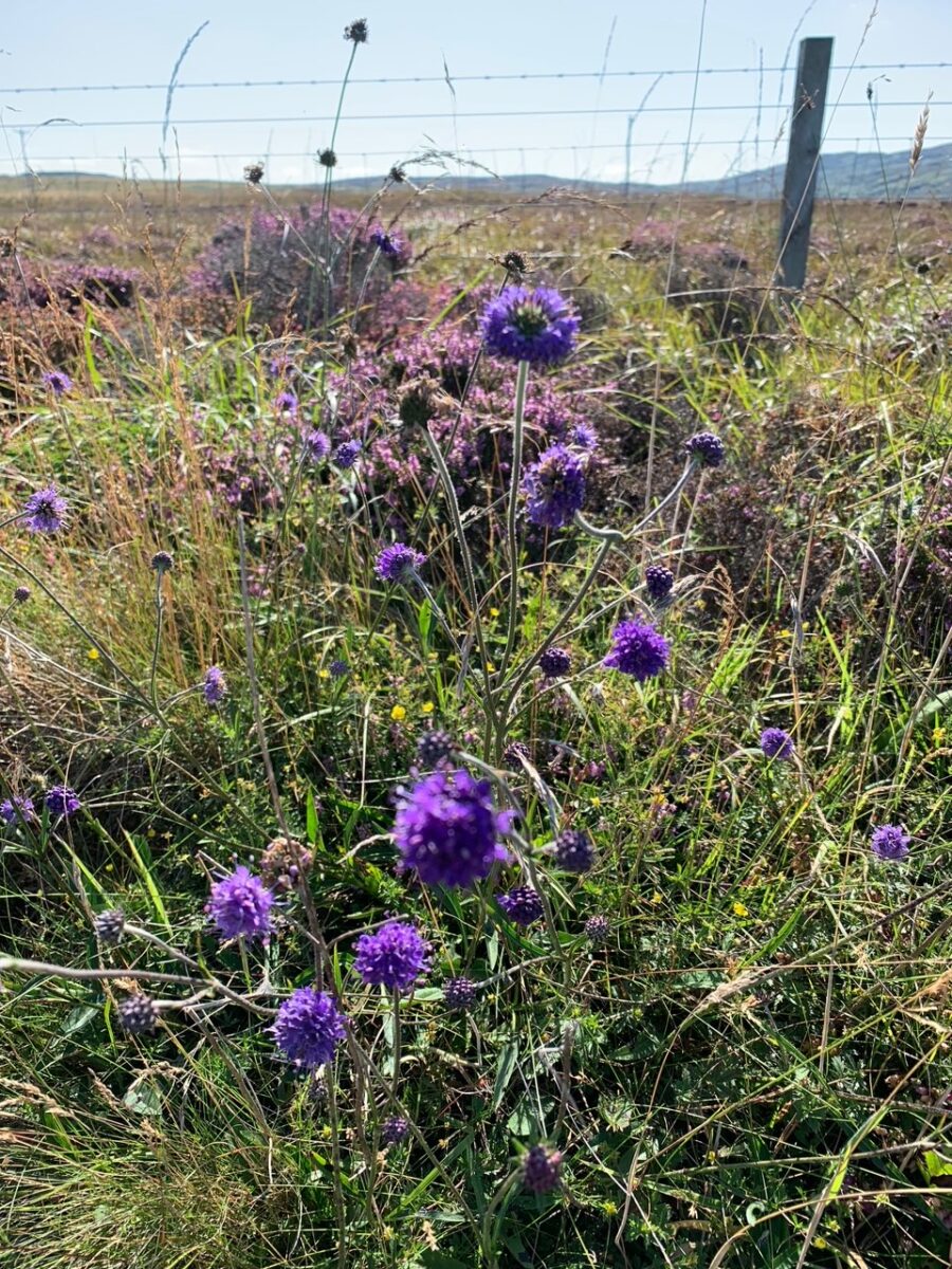 Succisia pratensis devils bit scabious