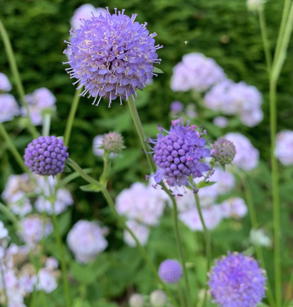 Succisia pratensis devils bit scabious