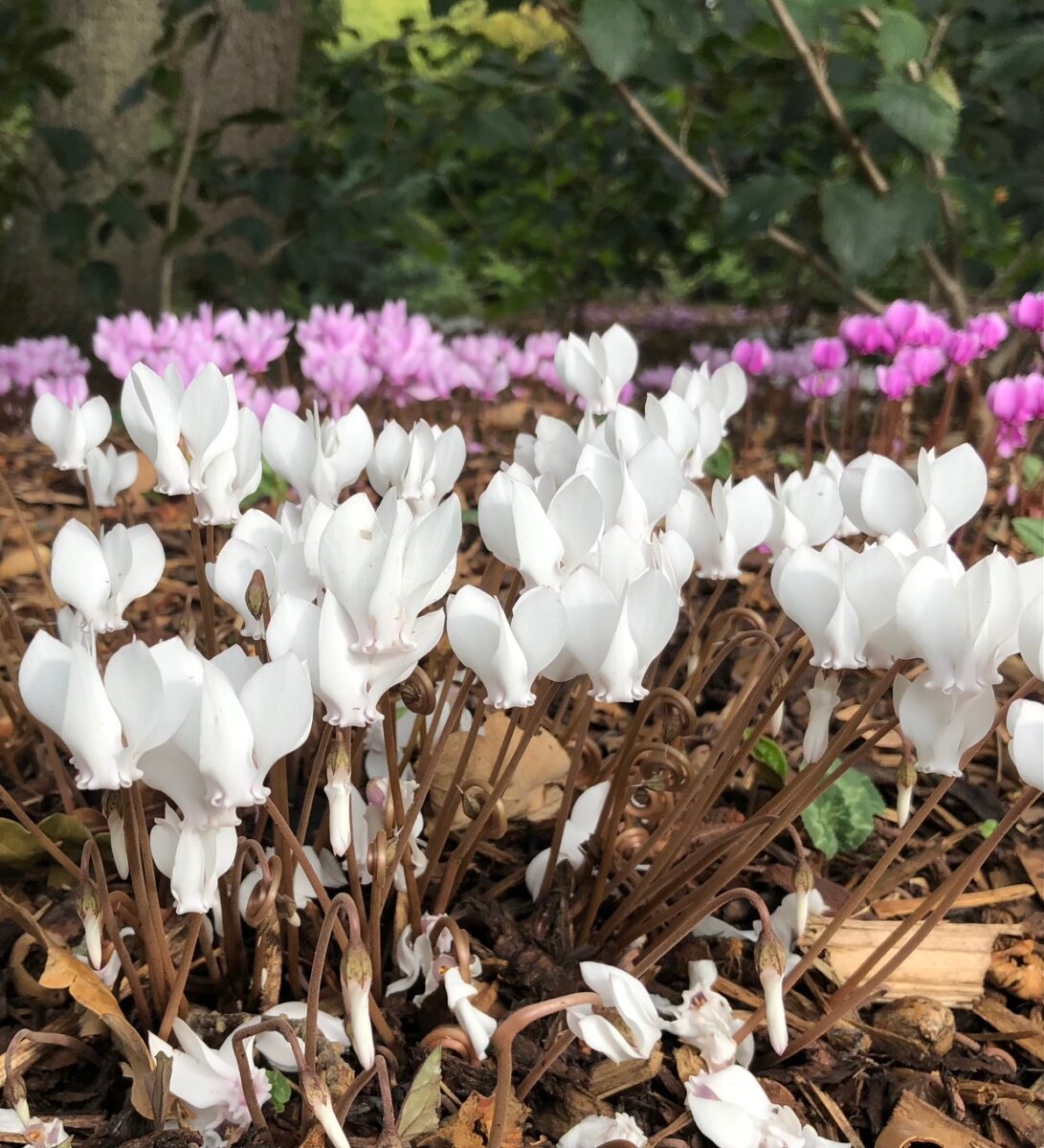 Cyclamen hederifolium