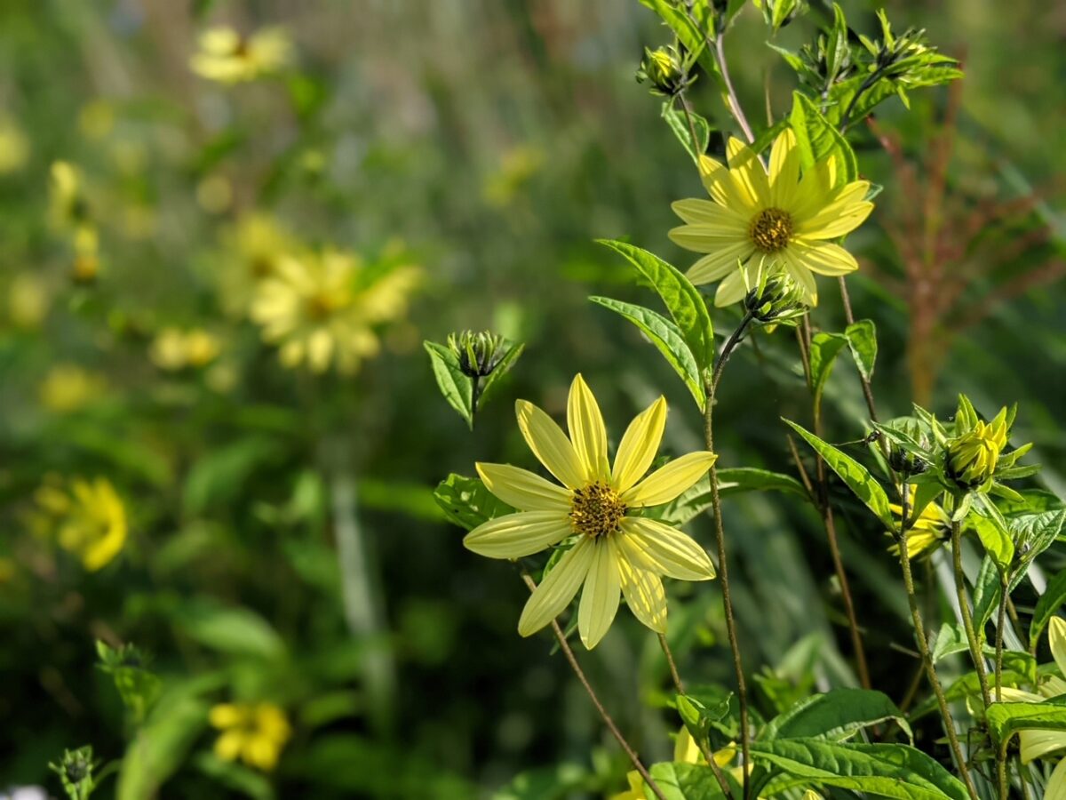 Helianthus ‘Carine’