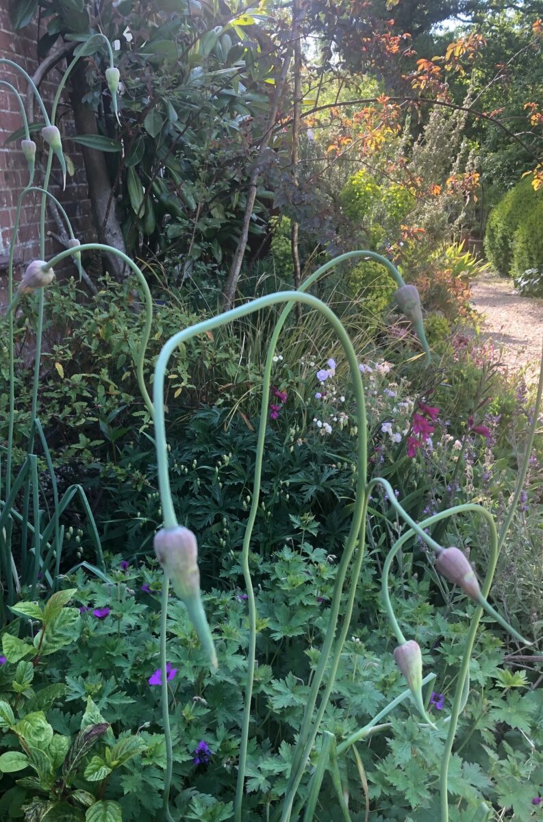 Allium ‘Red Mohican’