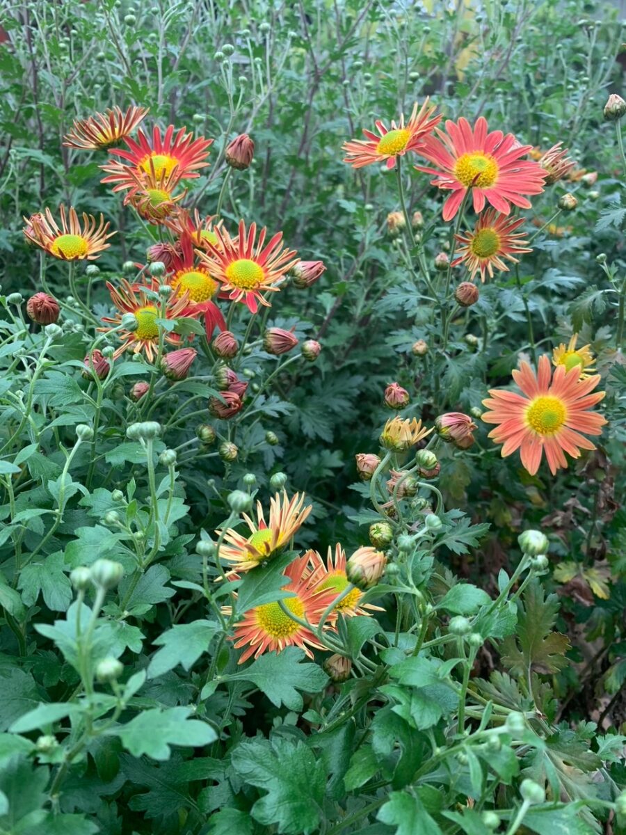 Hardy chrysanthemum