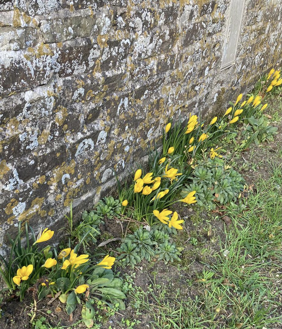 Sternbergia lutea