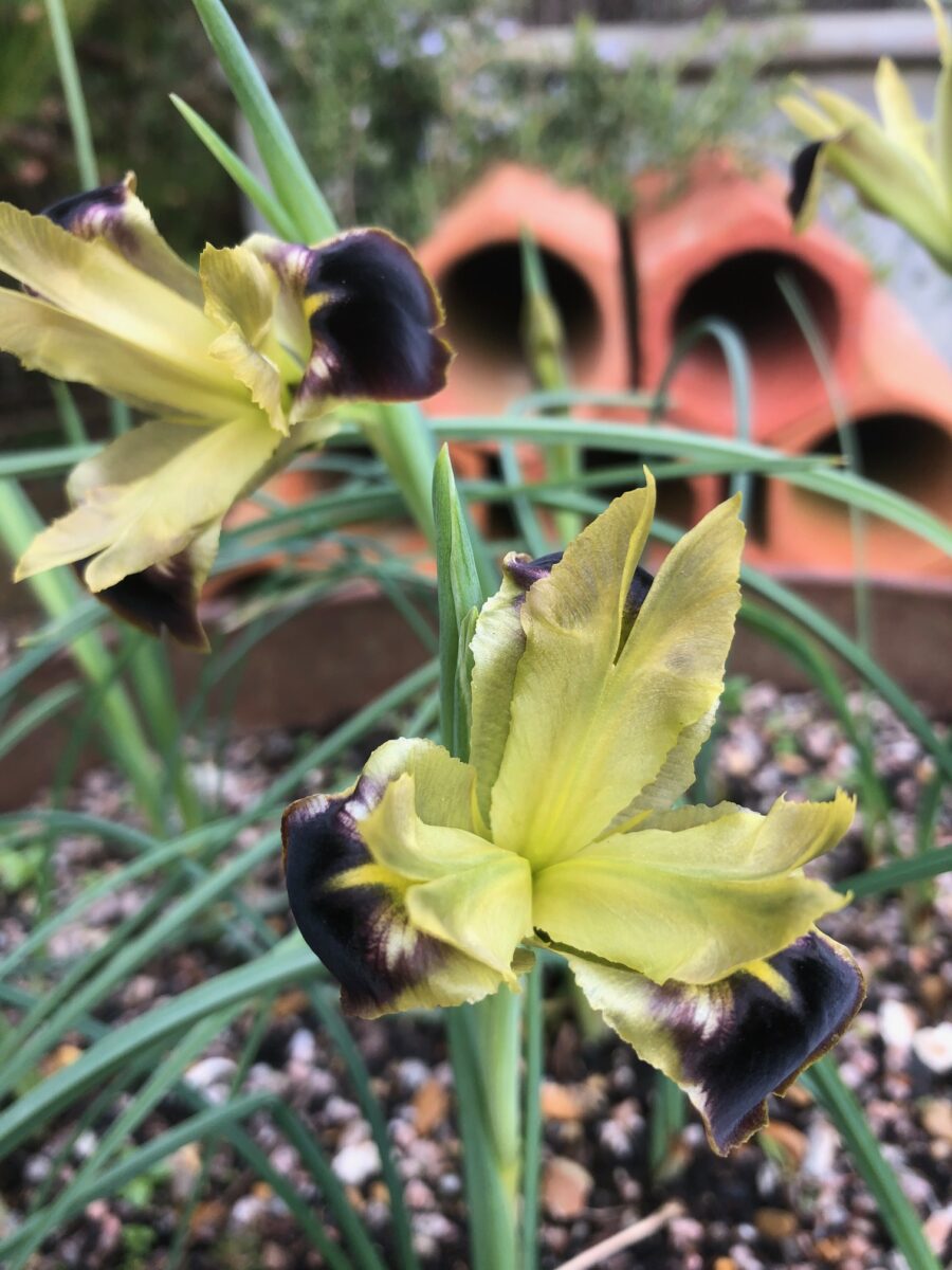 Iris tuberosa