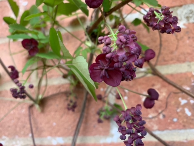 Akebia quinata or chocolate vine