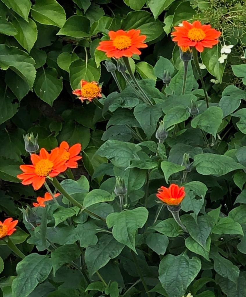 Tithonia rotundifolia ‘Torch’