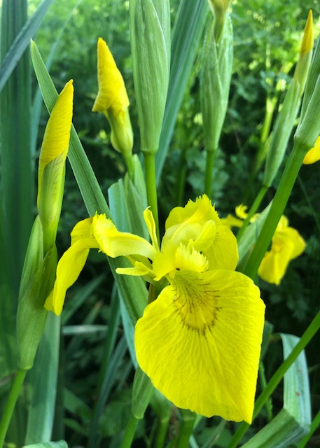 Iris pseudacorus yellow flag
