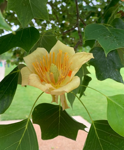 Liriodendron tulipifera tulip tree