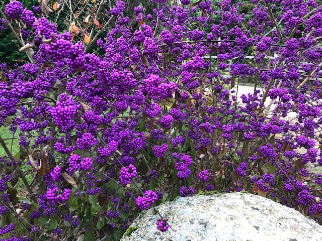 Callicarpa bodinieri, or Bodinier's beautyberry