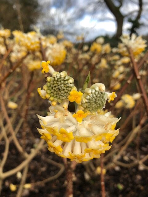 Edgeworthia chrysantha paper bush