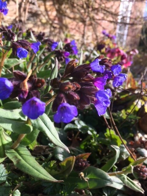 Pulmonaria ‘Blue Ensign’