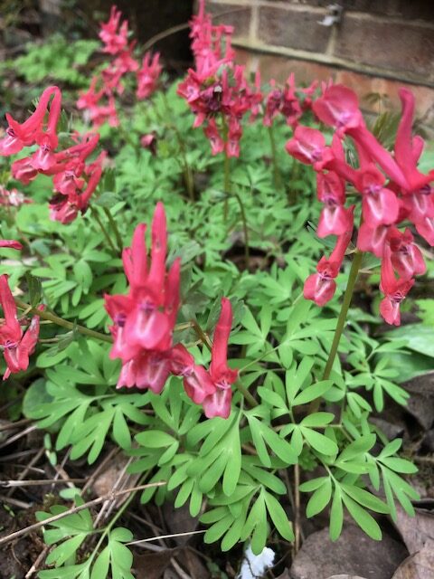 Corydalis ‘George Baker’