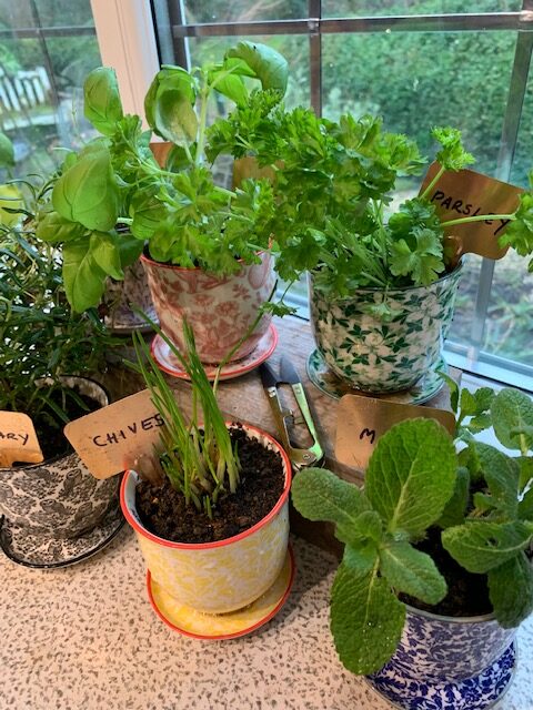 Herbs in Liberte pots