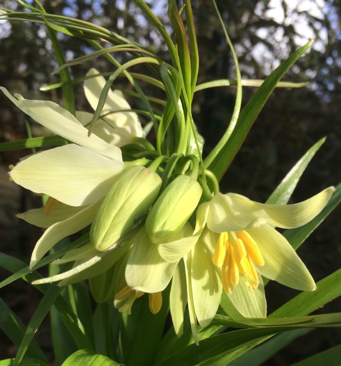 Fritillaria raddeana