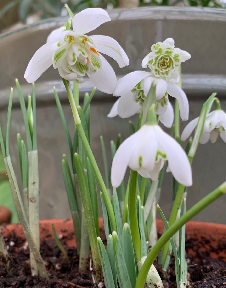 Galanthus nivalis ‘Flore Pleno’