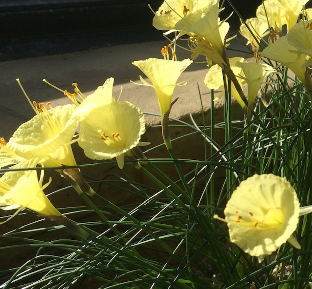 Hoop petticoat daffodils