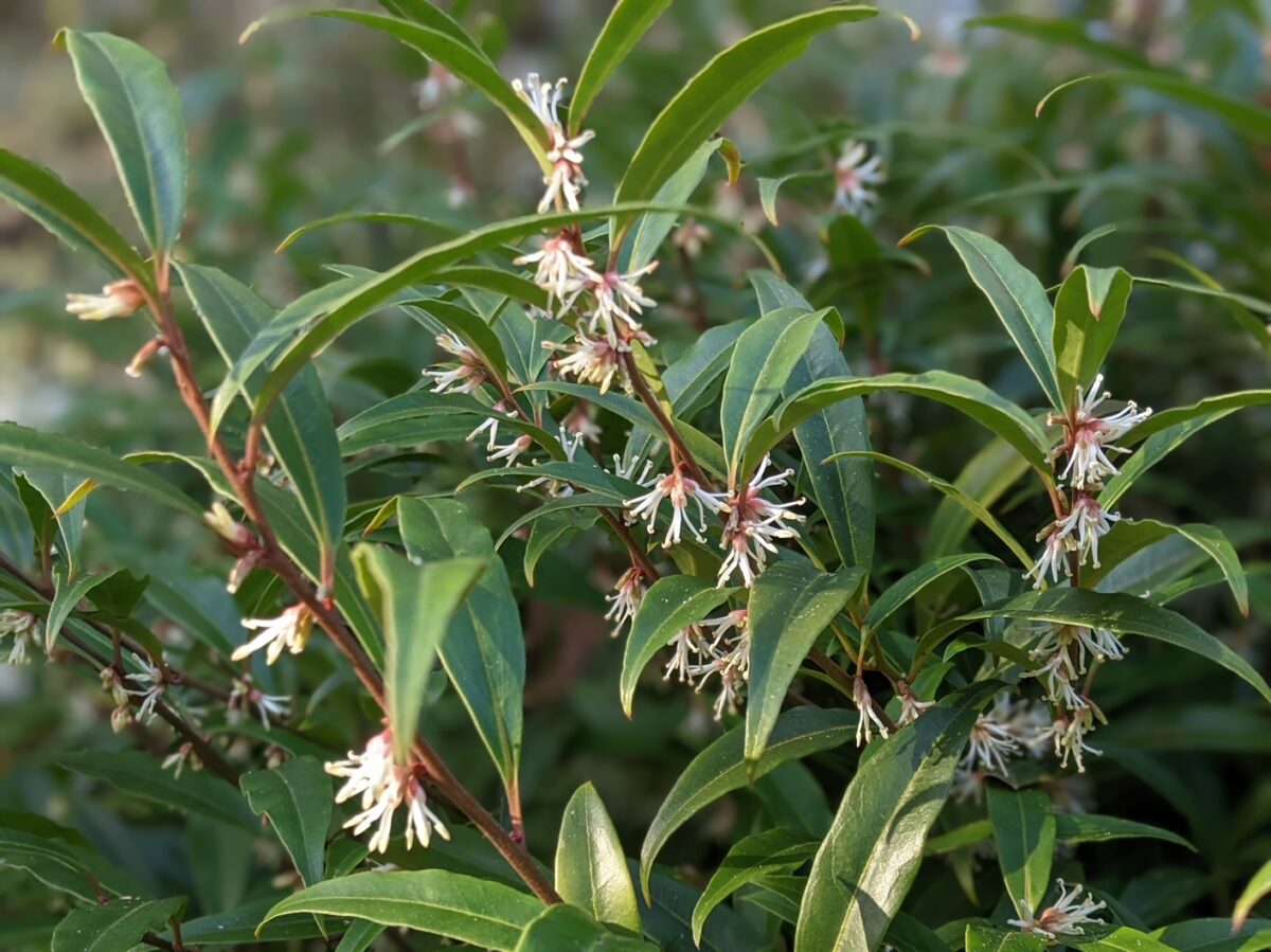 Sarcococca