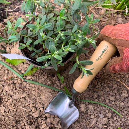 Hand trowel - RHS approved