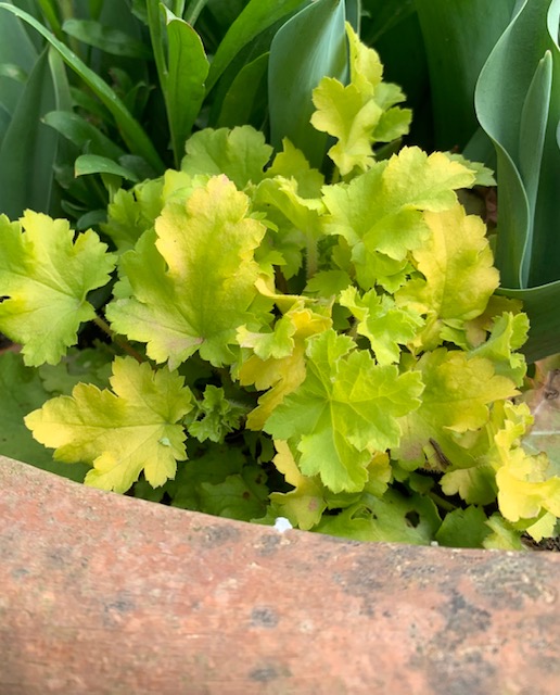 Heuchera ‘Lime Marmelade’