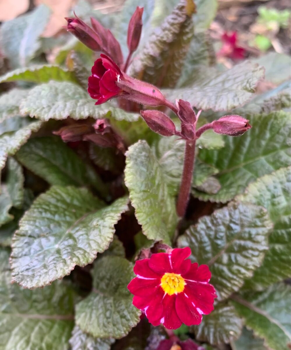 Primula ‘Dark Rosaleen’