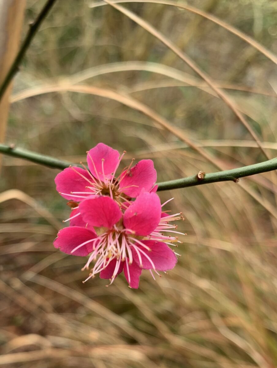 Prunus ‘Beni Chodri’