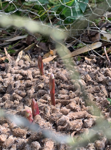 Clematis shoots