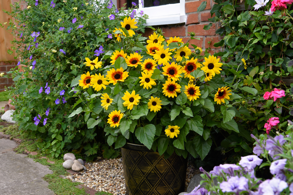 pot of small sunflowers