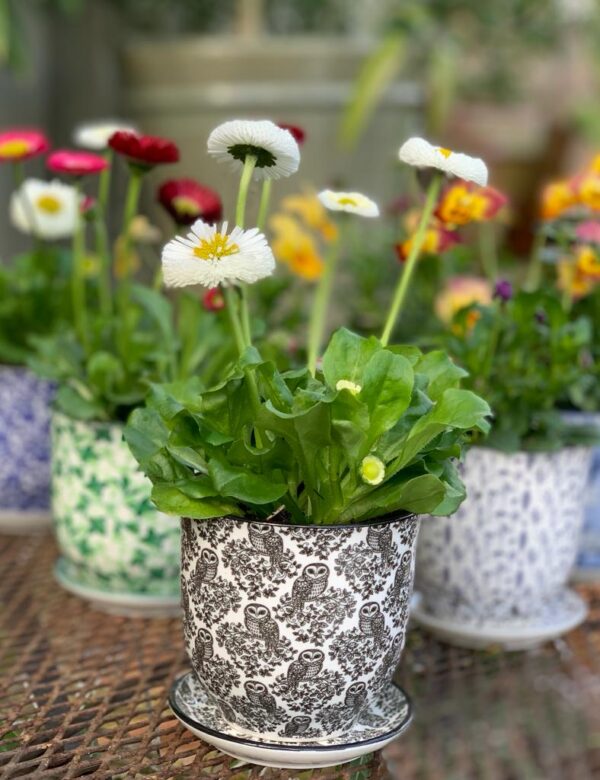 small pots and flowers