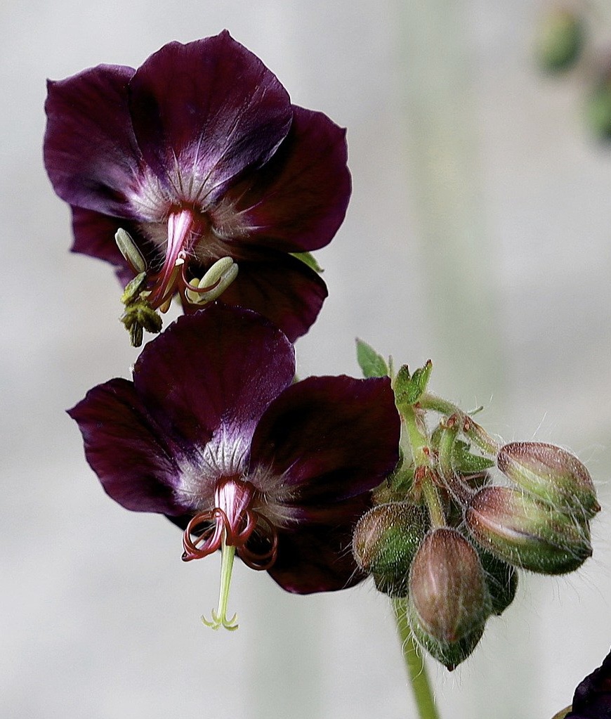 Geranium phaeum