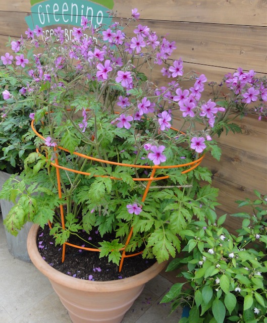 Geranium palmatum