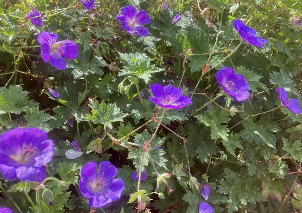 Geranium ‘Rozanne’