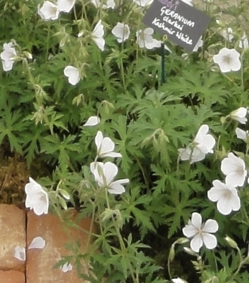 Geranium ‘Kashmir White’