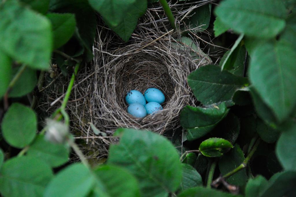 nest with four blue eggs in it