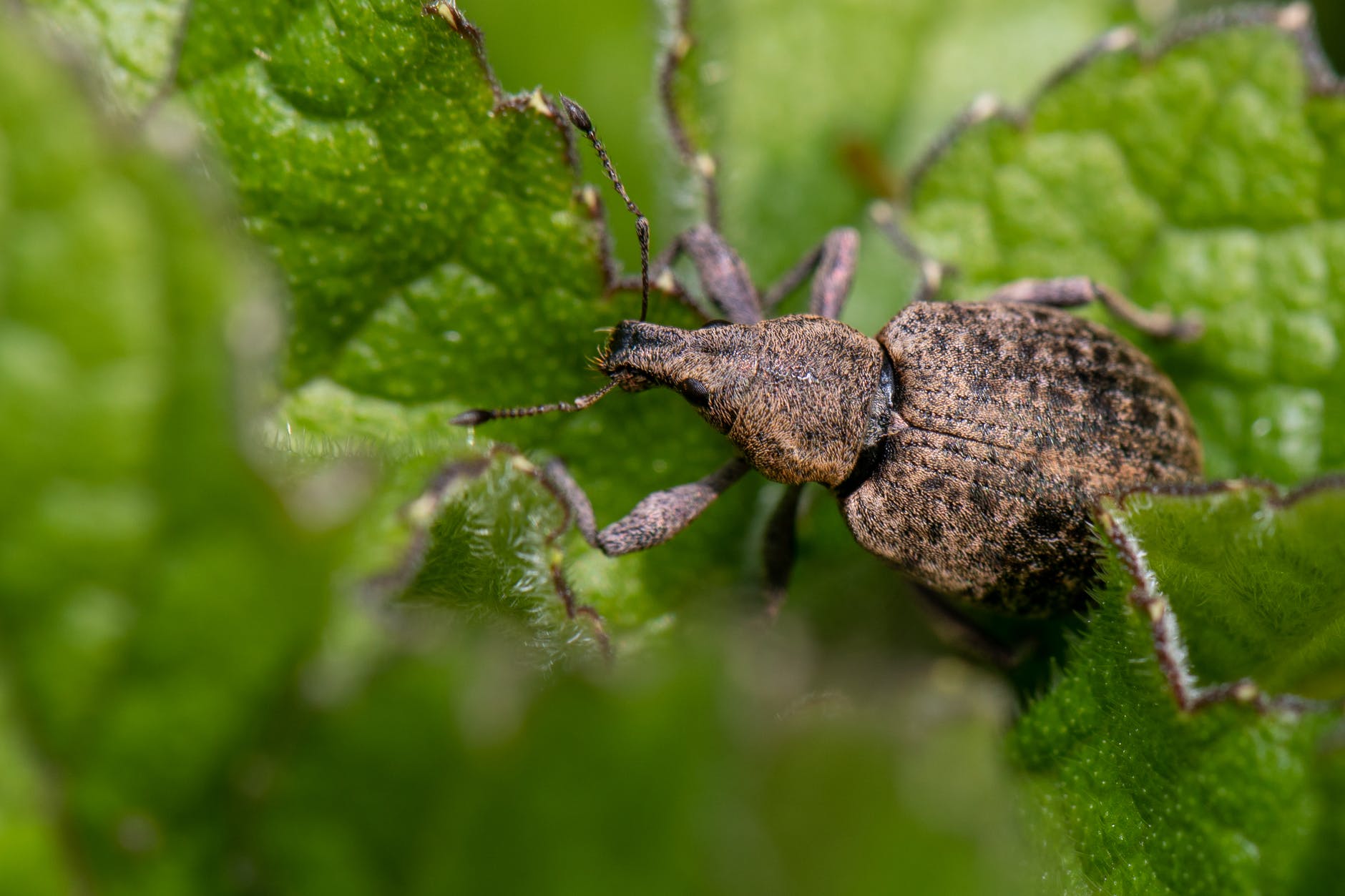 close up shot of an insect