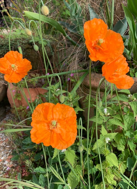 Papaver ruprifagum Spanish poppy