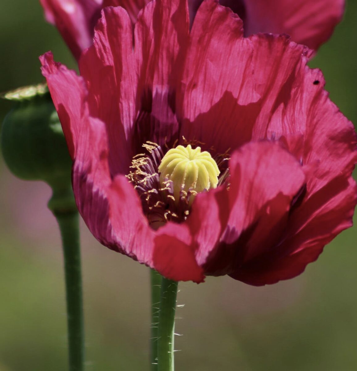 Papaver somniferum