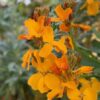 Wallflower ‘Sunset Orange’