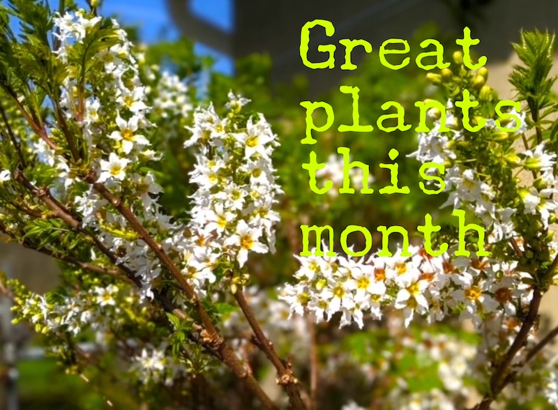 white climbing plant with words Great Plants this Month overwritten on it