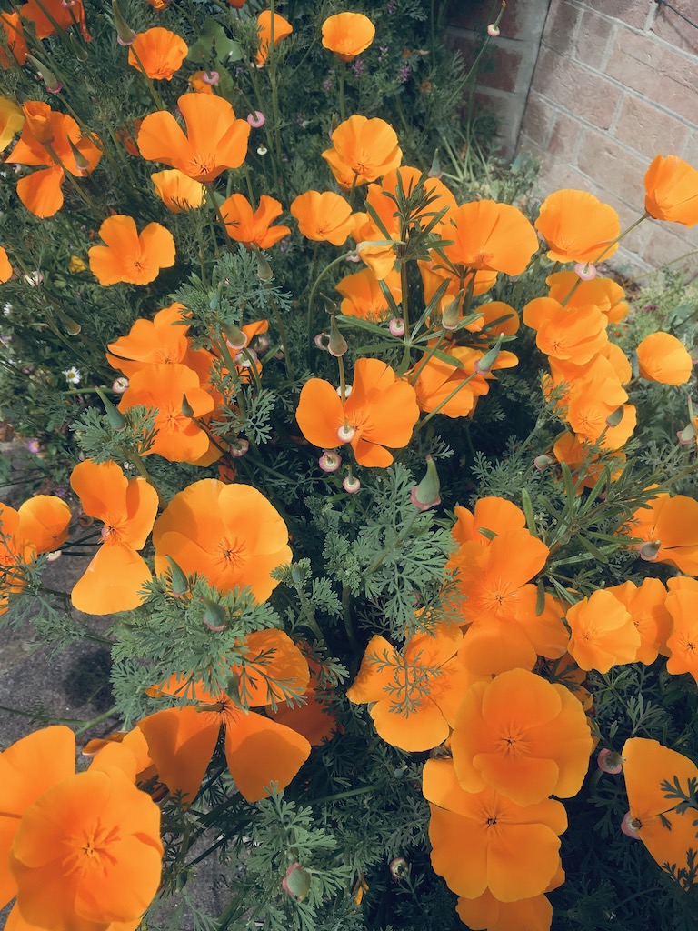 Favorite Garden Poppies – Fafard