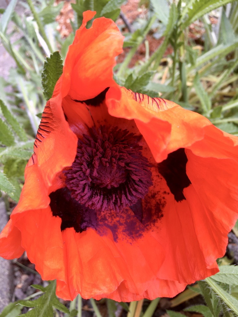 When to cut back poppies - top tips for maintaining the perfect garden