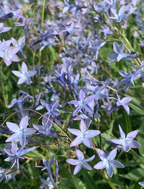 Amsonia orientalis