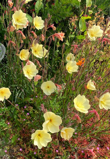 Oenothera stricta ‘Sulphurea’