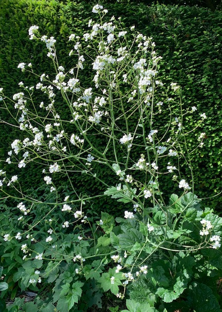 Crambe cordifolia