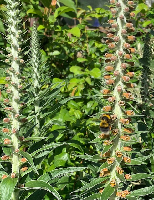 Digitalis parviflora