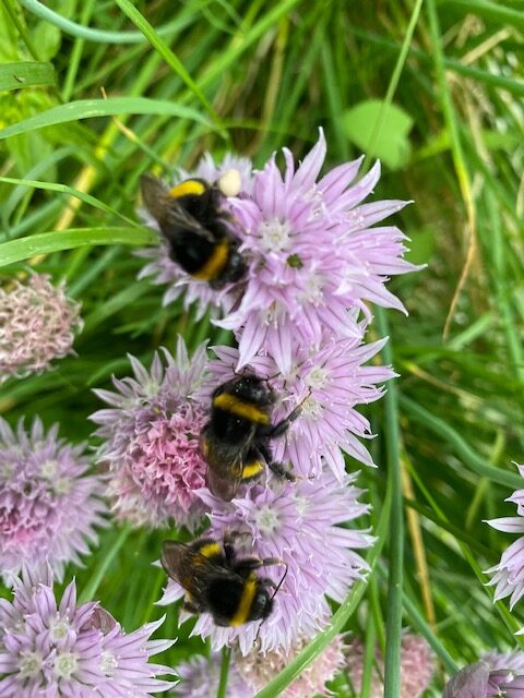 Bumble bees on chives