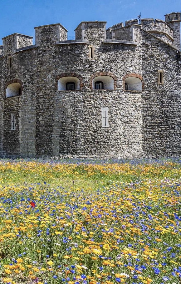 Pictorial meadow at Tower of London