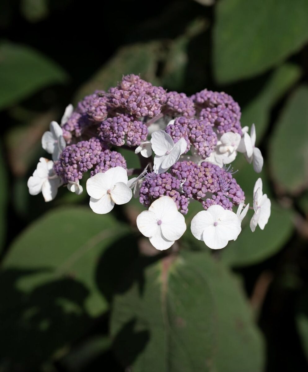 Hydrangea aspera