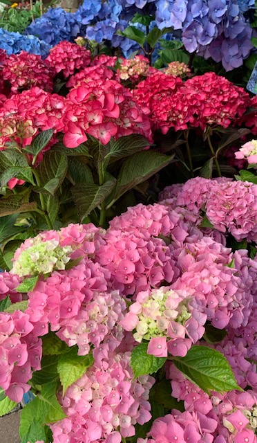 Mophead hydrangeas