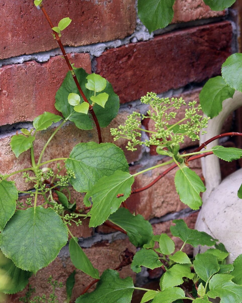 Hydrangea petiolaris