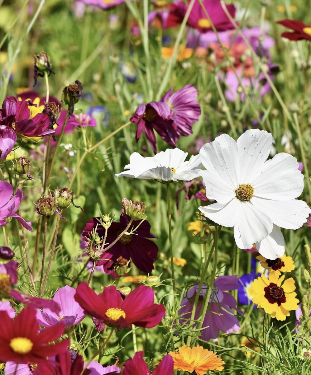 Pictorial meadow